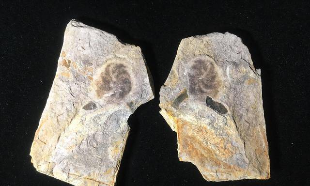 地球生命曾被“重置”？神秘埃迪卡拉生物是造物主的失败实验